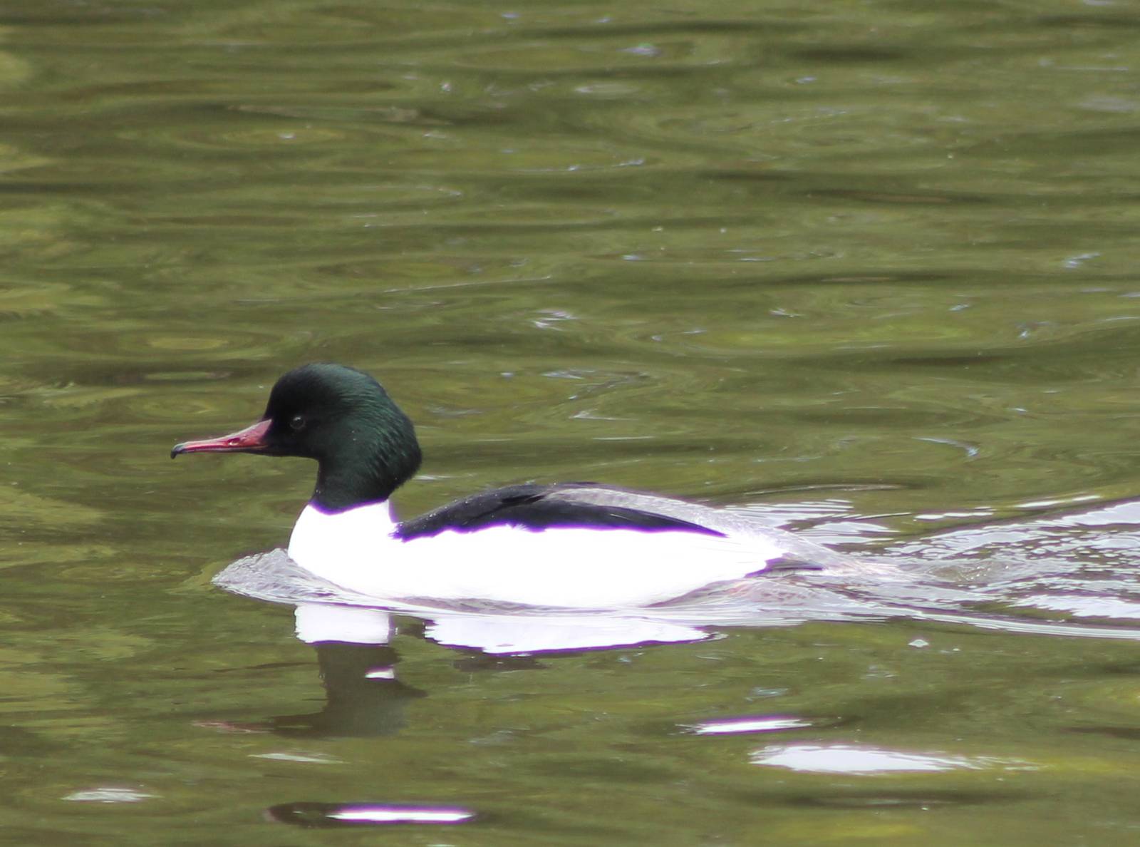 Goosander