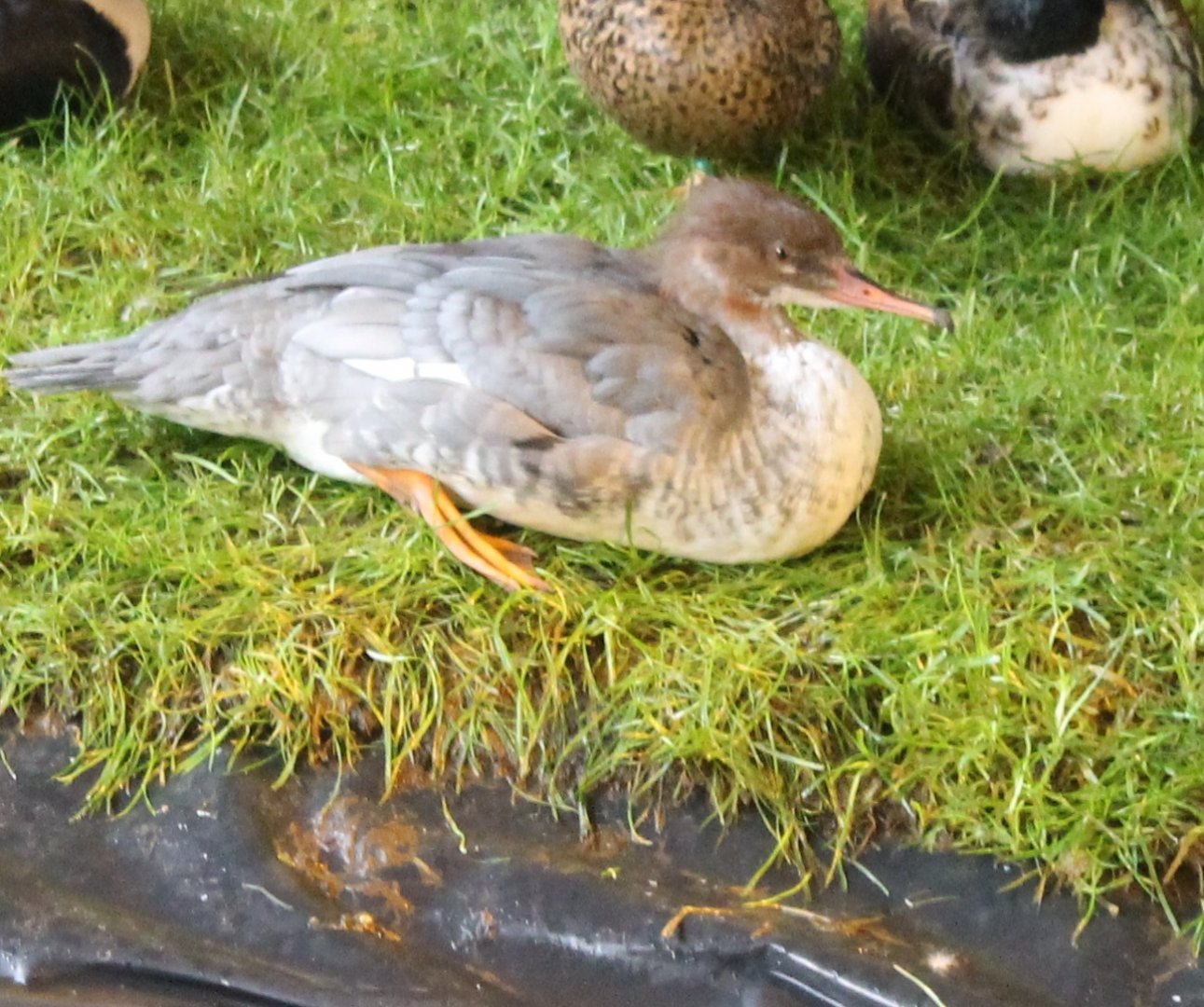 Goosander