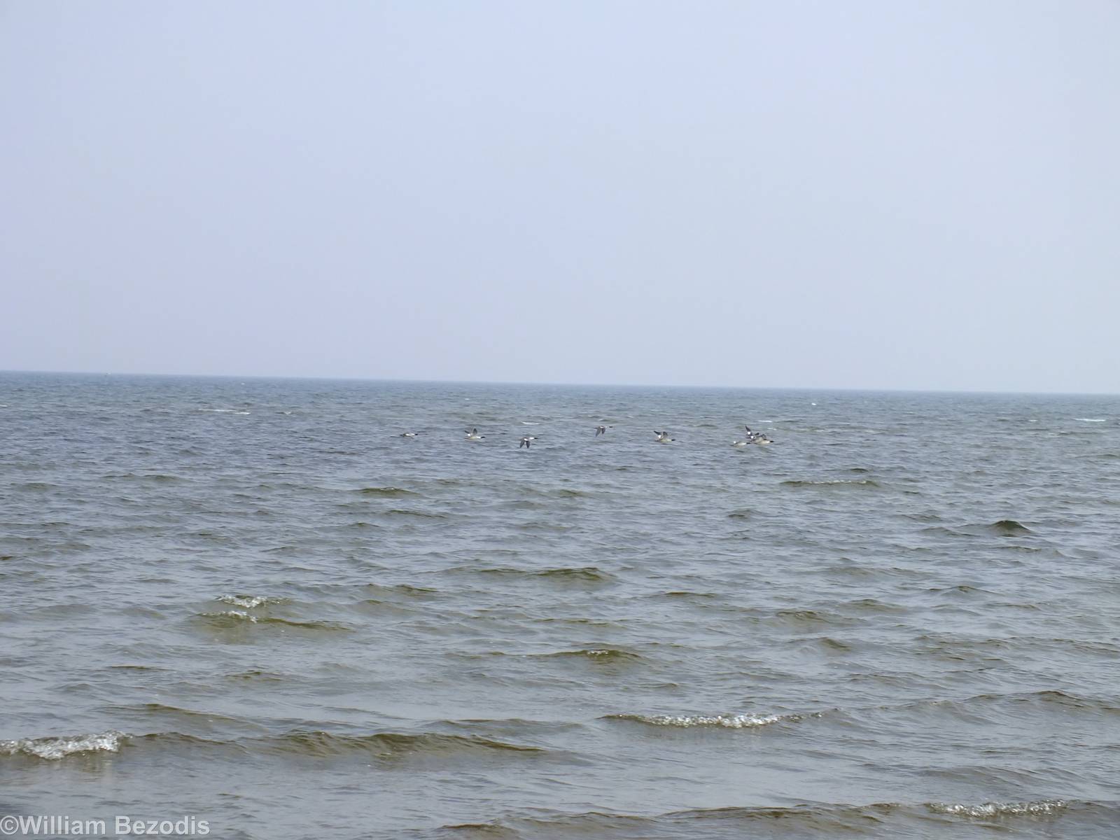 Goosanders - Beka Nature Reserve