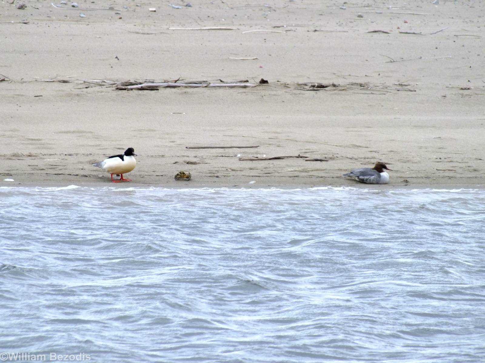 Goosanders - Mewia Lacha Nature Reserve