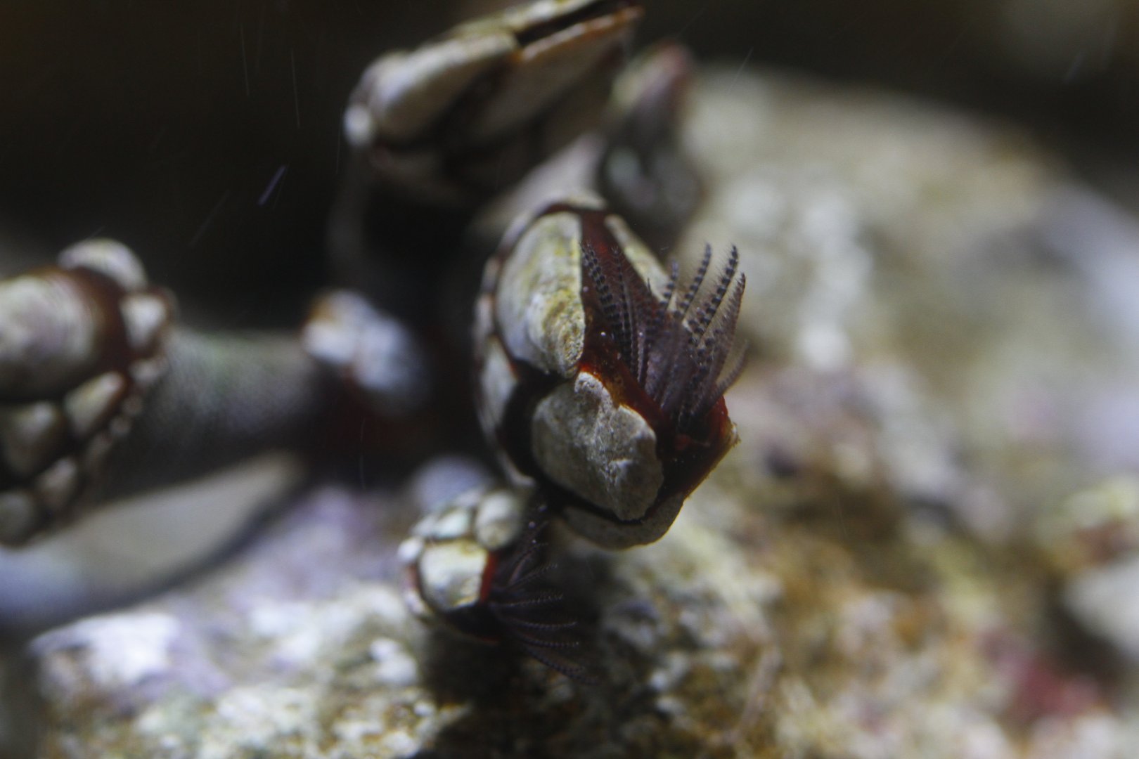 Goose barnacle (sp.?)