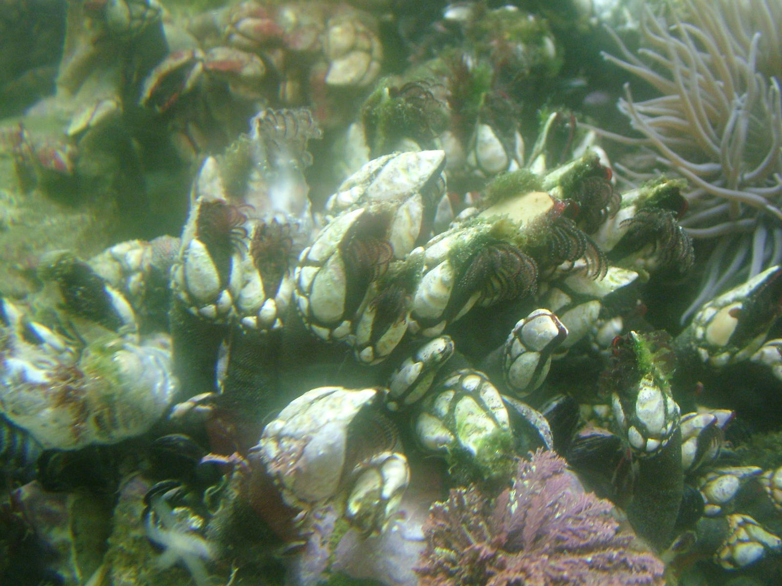 Goose Barnacles at Vasco da Gama Aquarium, 25/05/11