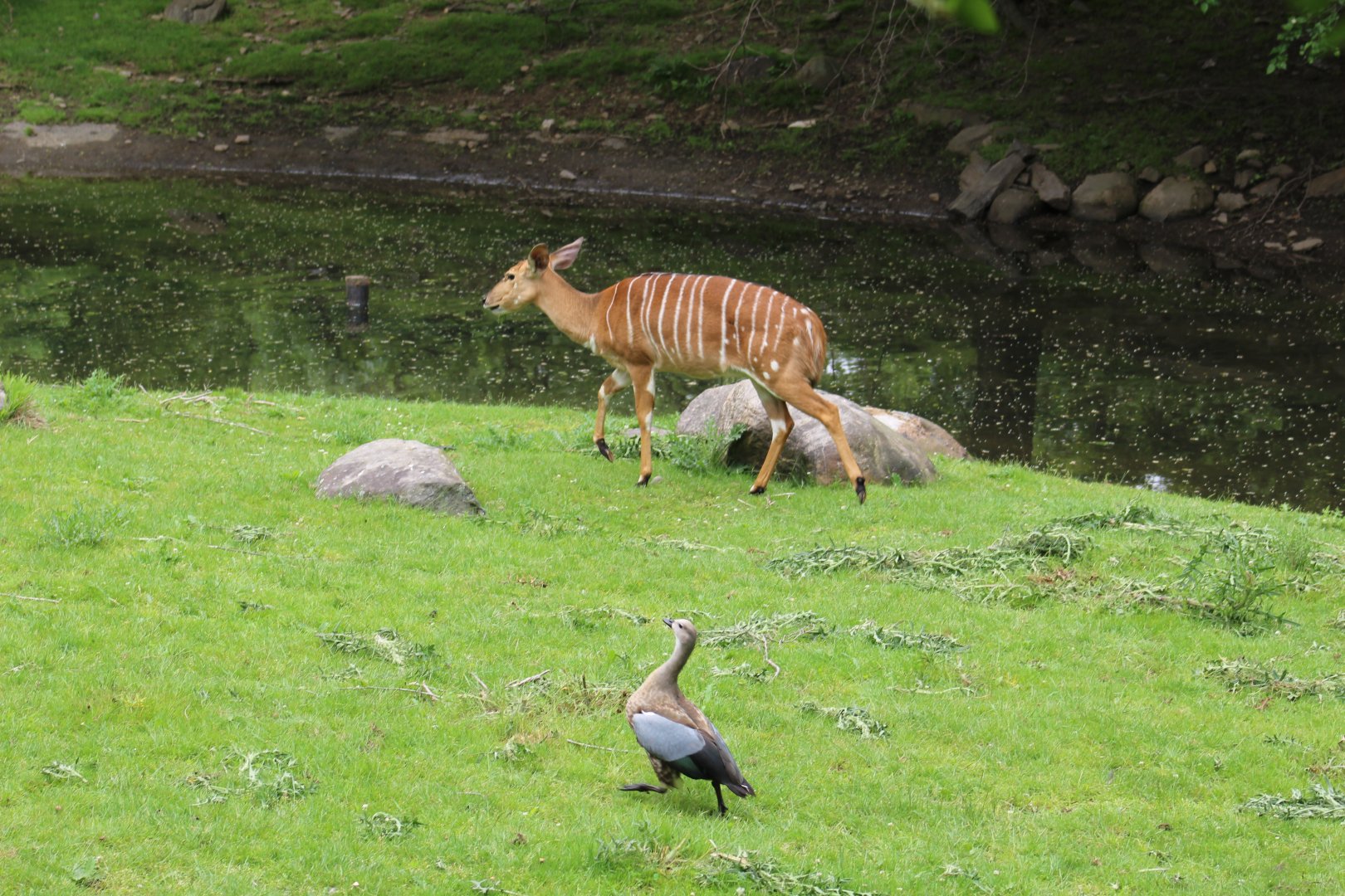 Goose Chasing Nyala