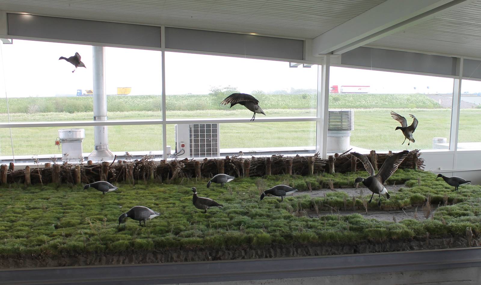 Goose diorama