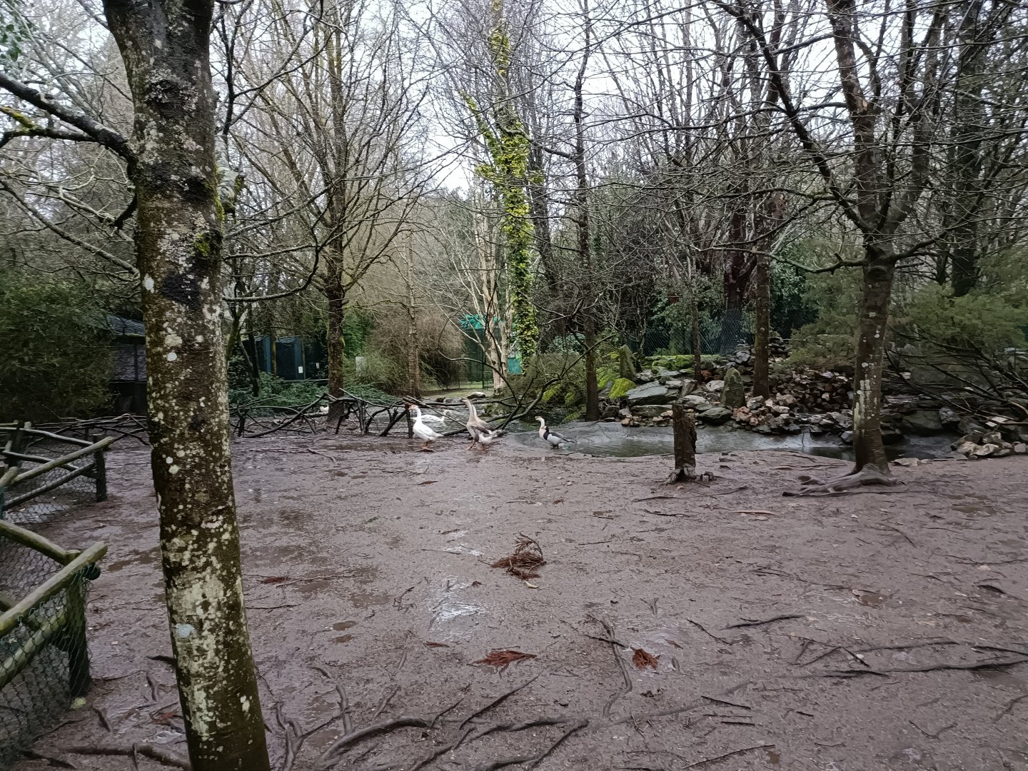 Goose exhibit - Avifauna Lugo