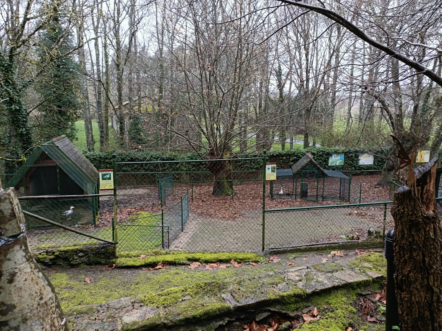 Goose exhibits - Avifauna Lugo