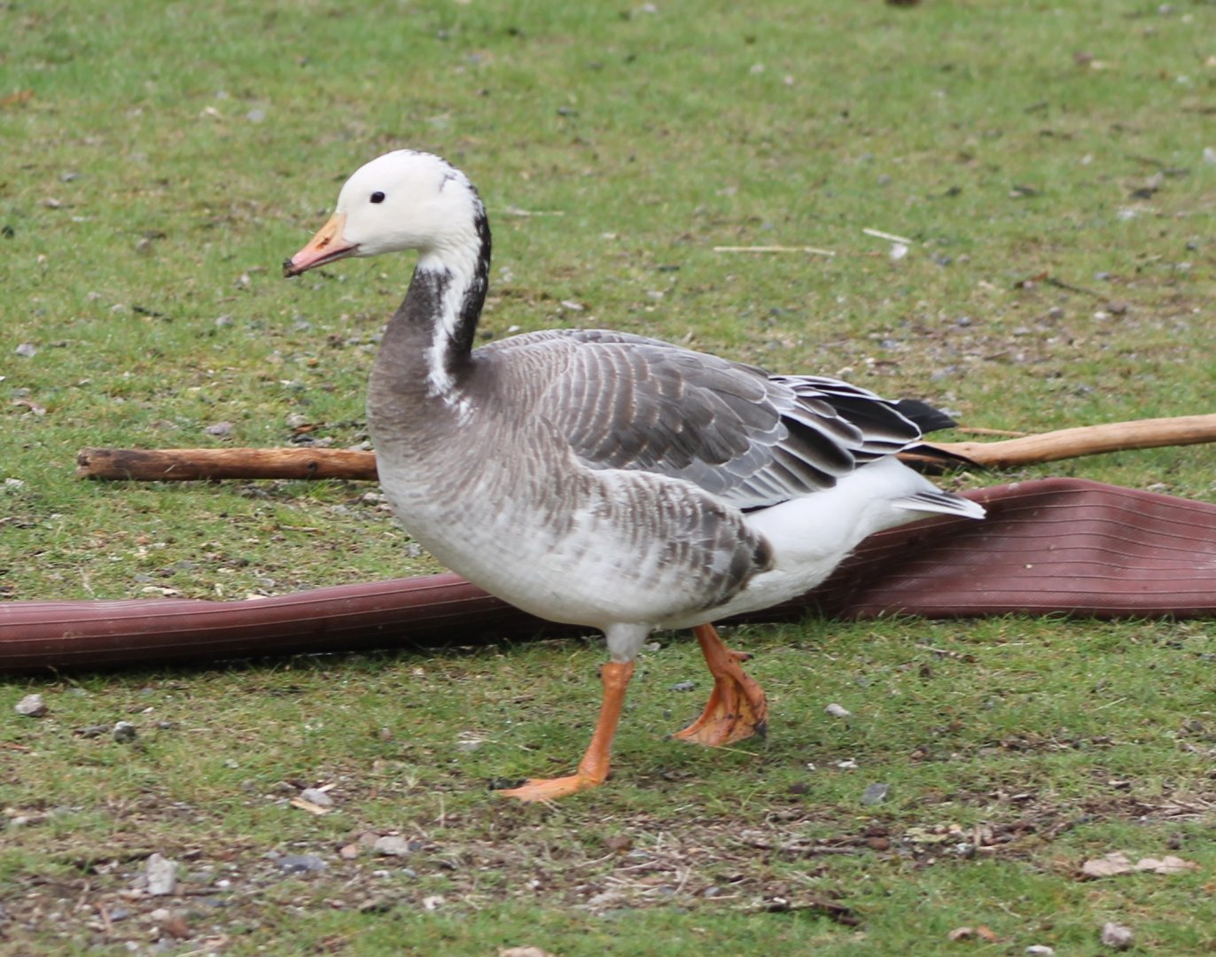 Goose-hybrid : Snow goose x Bar-headed goose