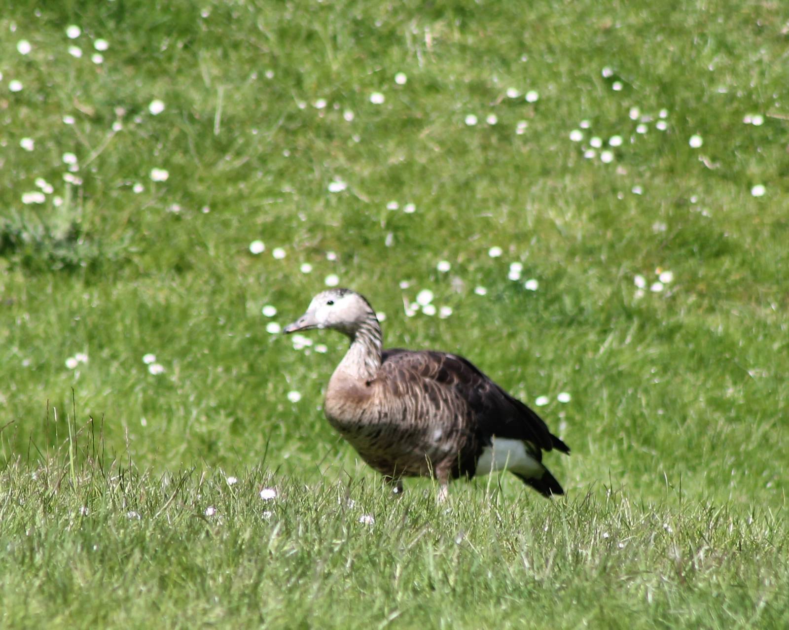 Goose hybrid