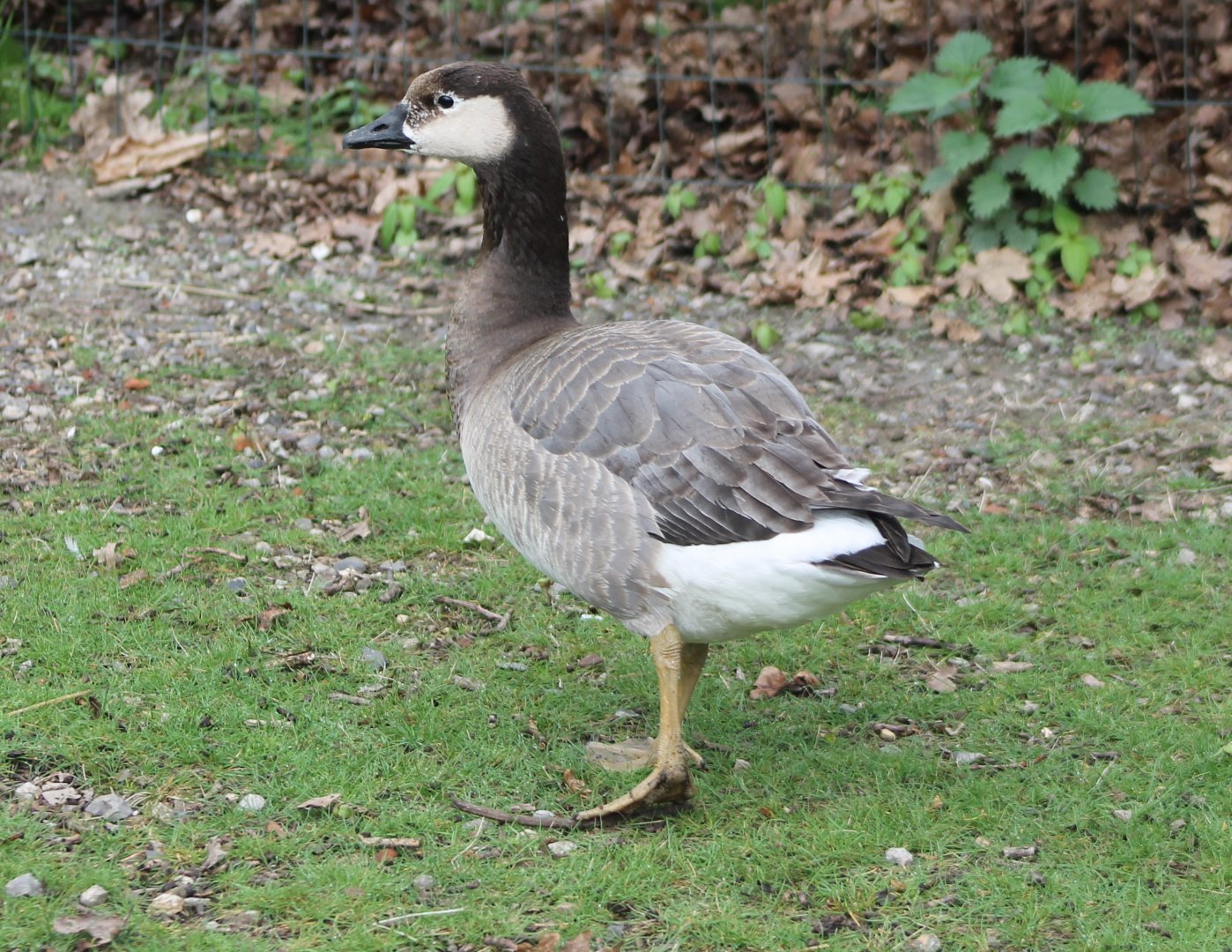Goose-hybrid