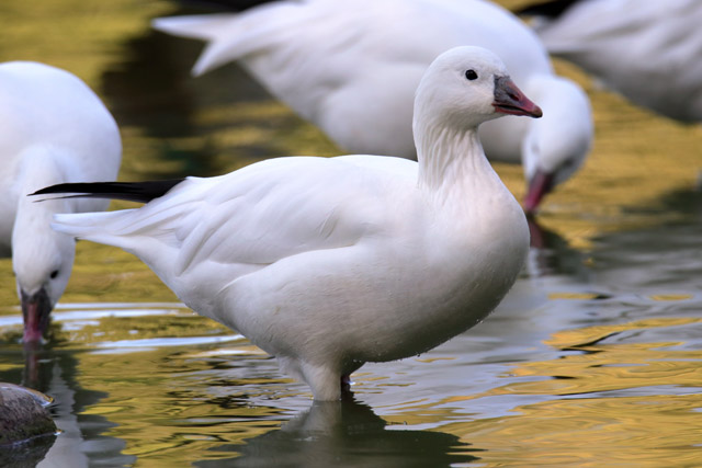 Goose ID - Parc des Oiseaux (Villars les Dombes)