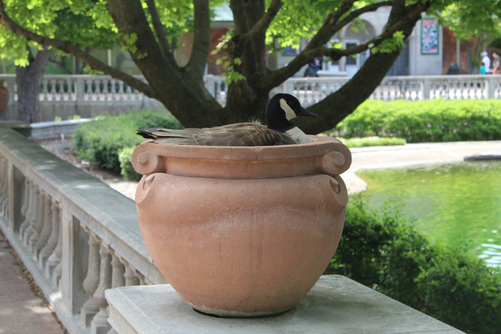 Goose in a Flower Pot