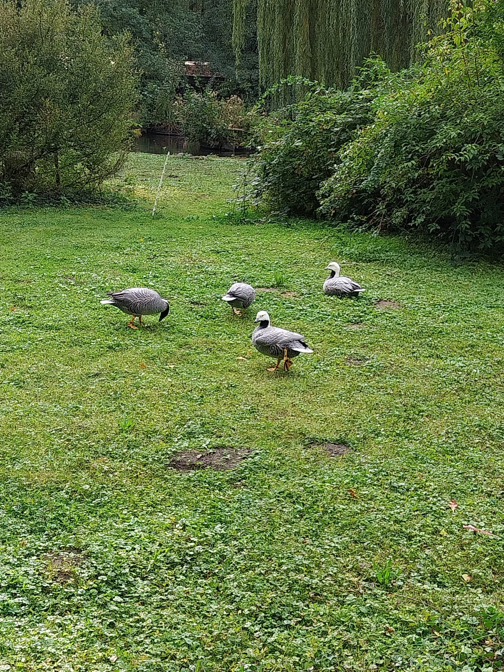 Goose Meadow - Emperor Goose (Branta canagicus)
