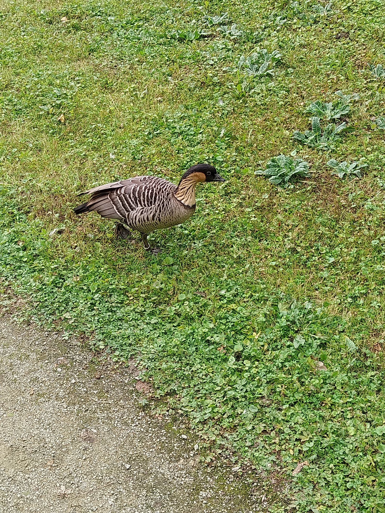 Goose Meadow - Hawaiian Goose (Branta sandvicensis)
