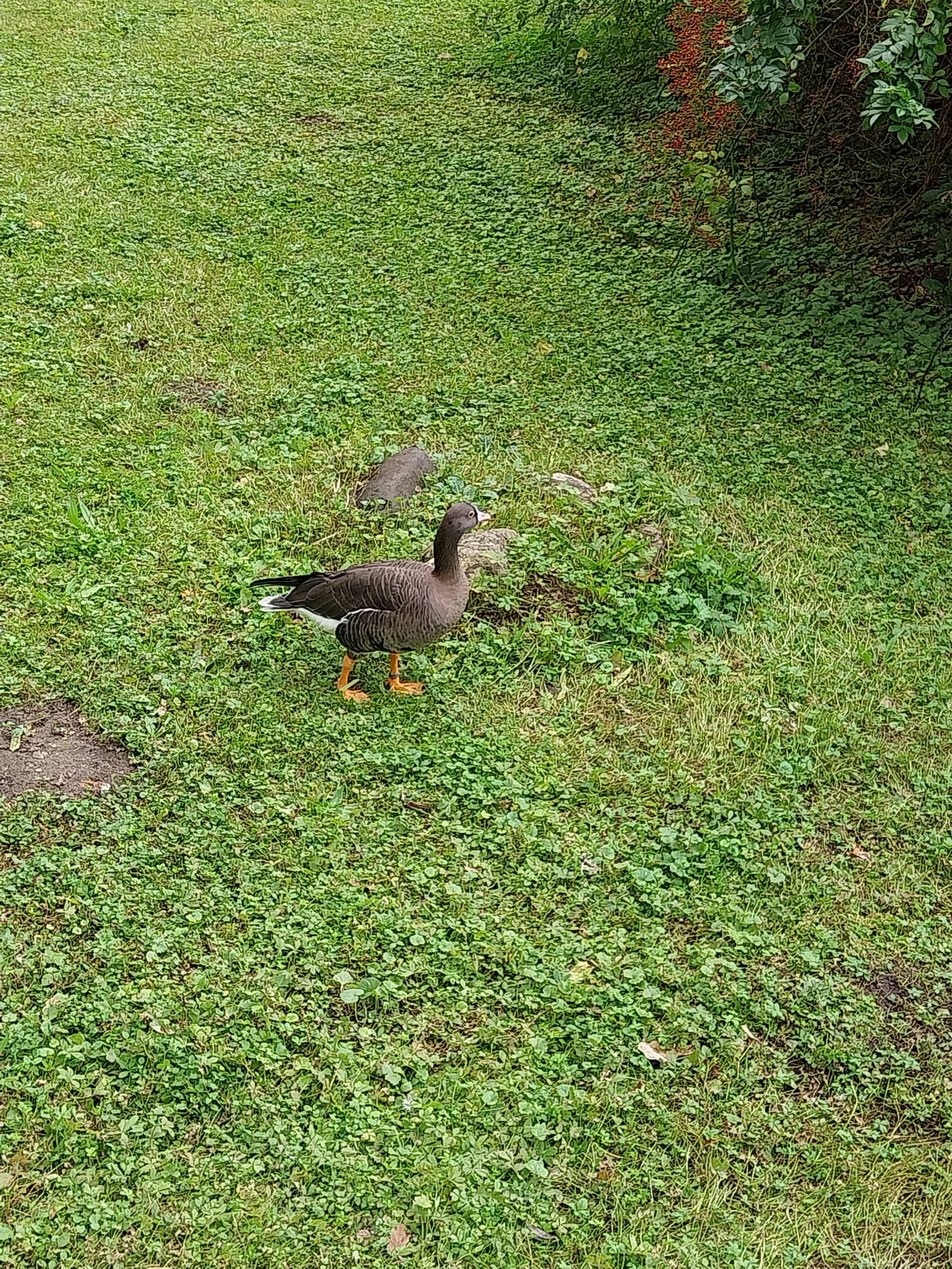 Goose Meadow - Lesser White-fronted Goose (Anser erythropus)