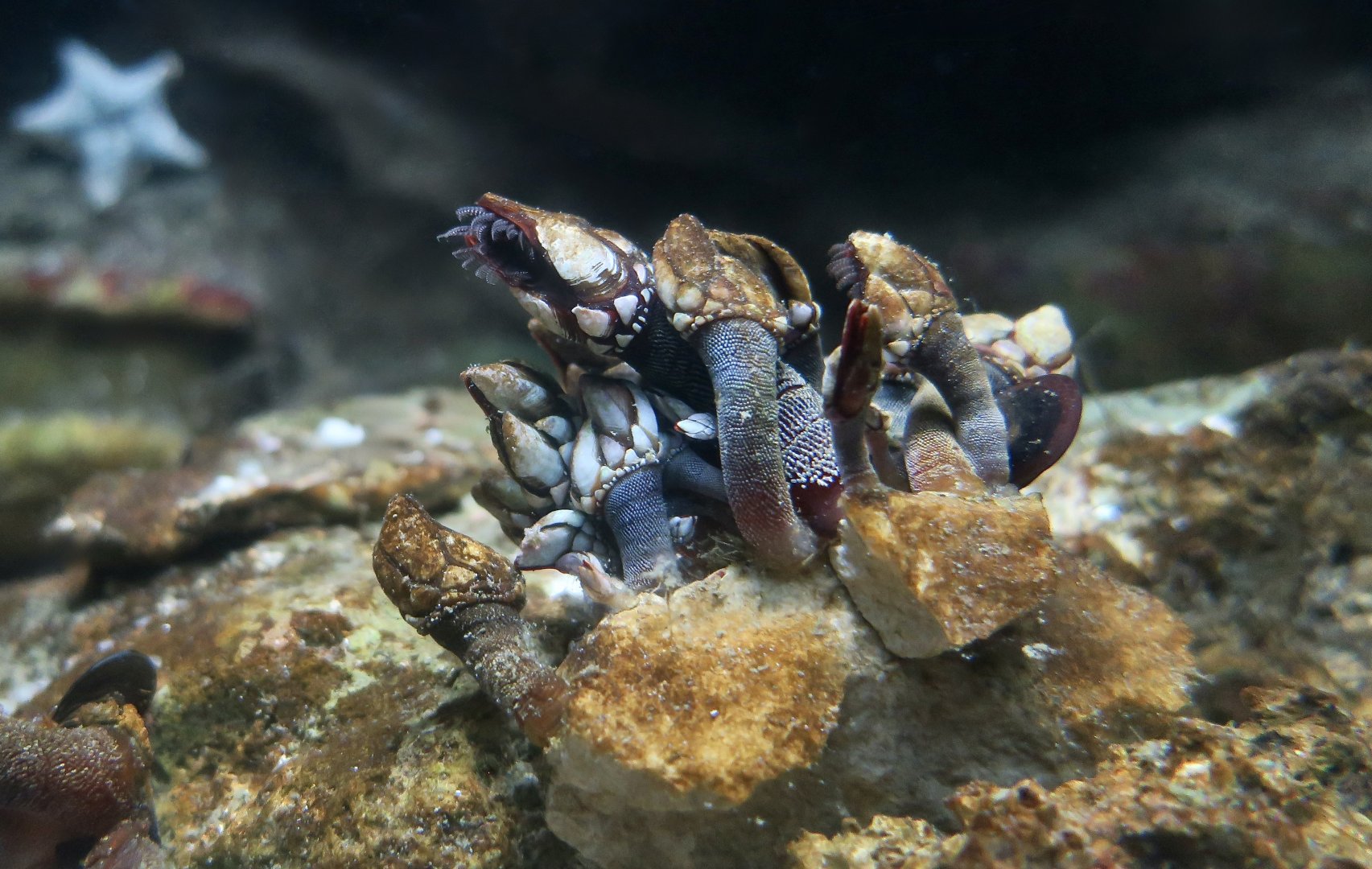 Goose Neck Barnacle (Pollicipes pollicipes)