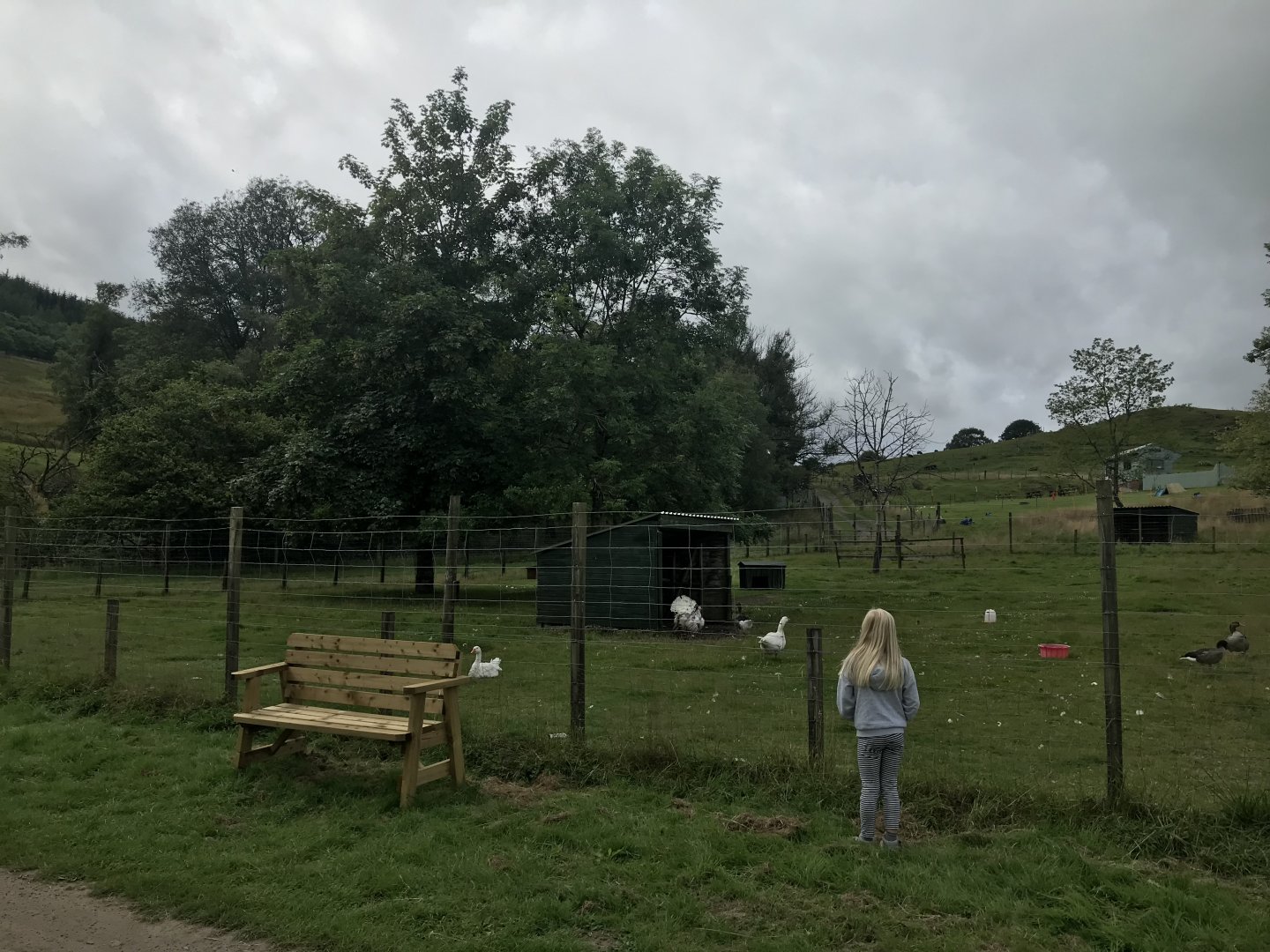 Goose, turkey and chicken enclosure