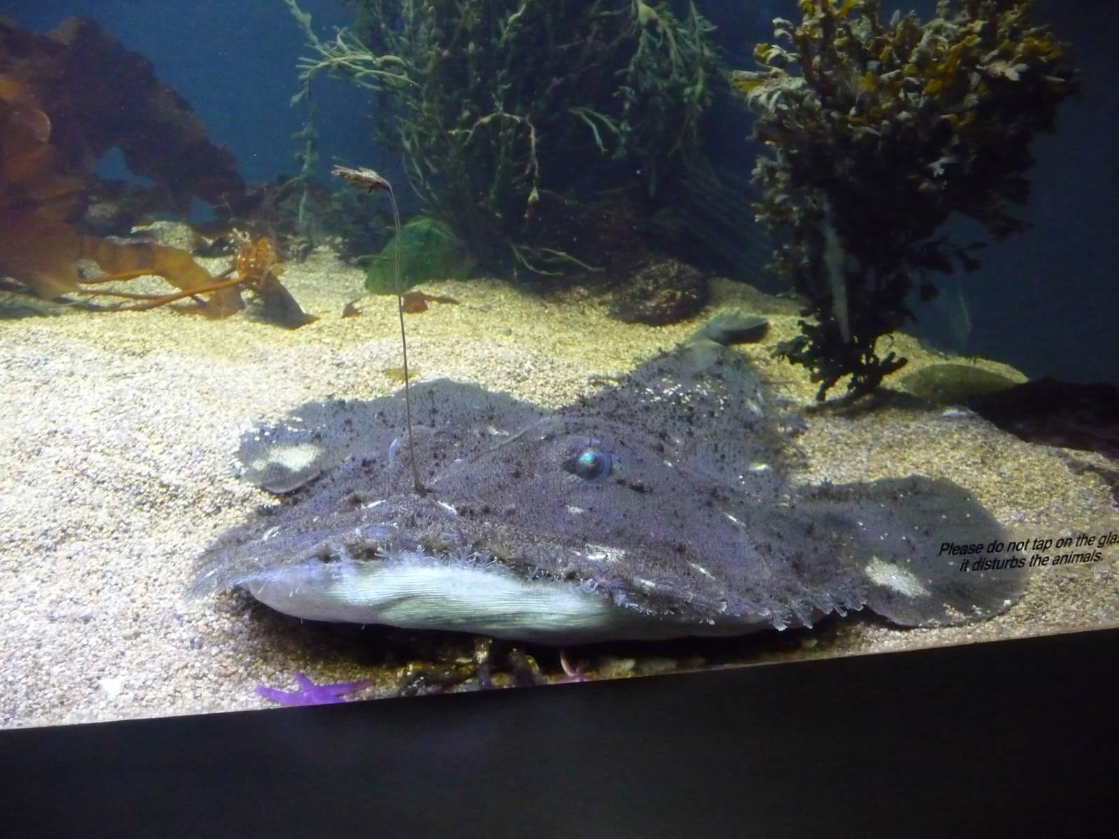 goosefish new england aquarium