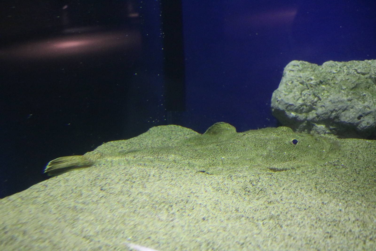 Goosefish - Tokyo Sea Life Park, February 2016