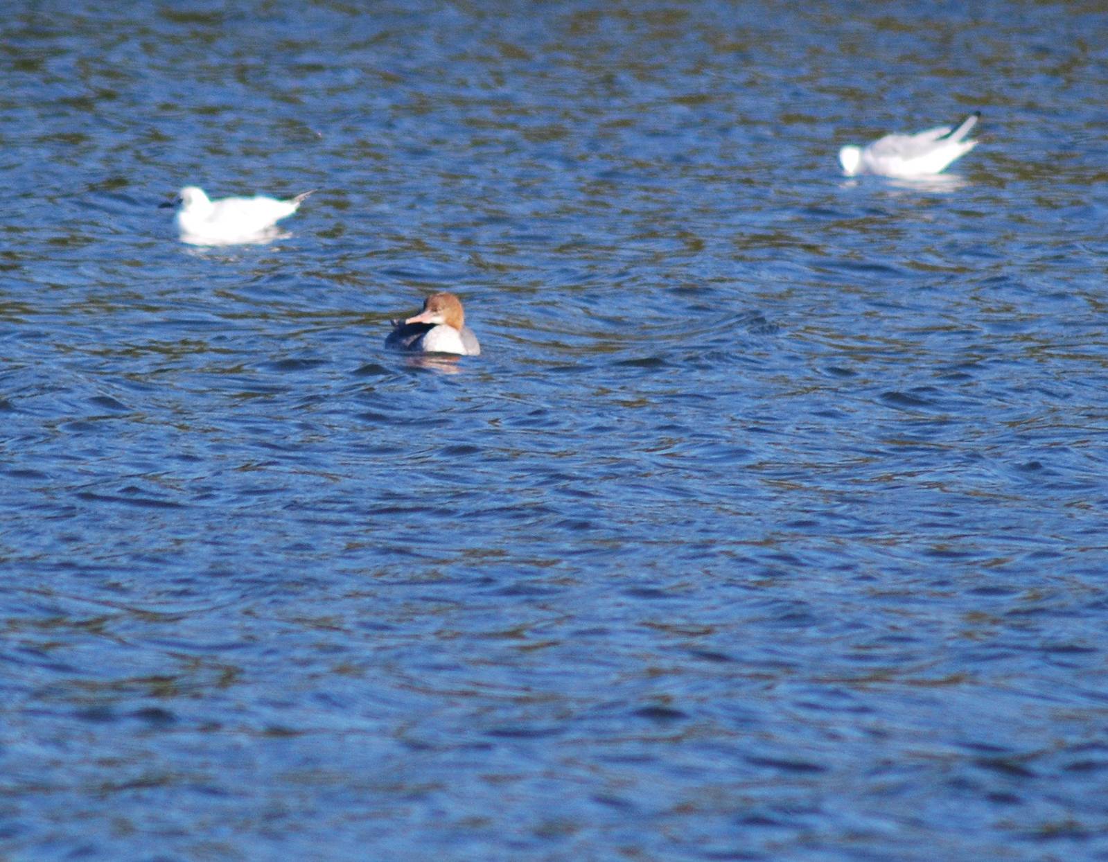 Goosender, Black Headed Gull & Lesser Black Backed Gull SV RSPB