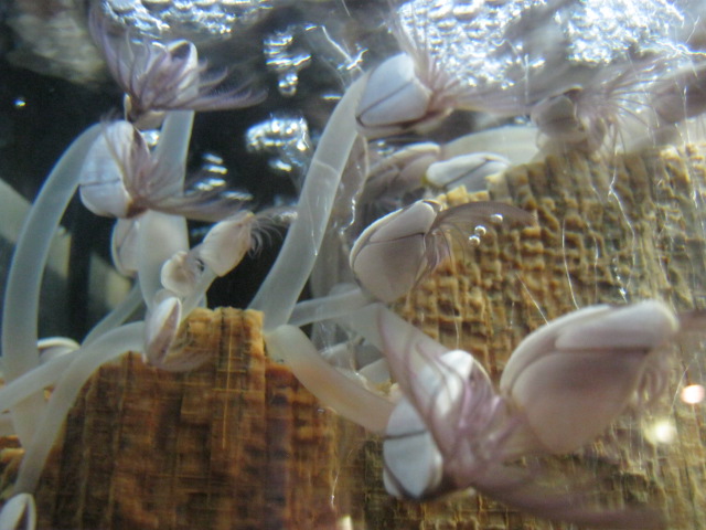 Goosnecked Barnacles. 2014.