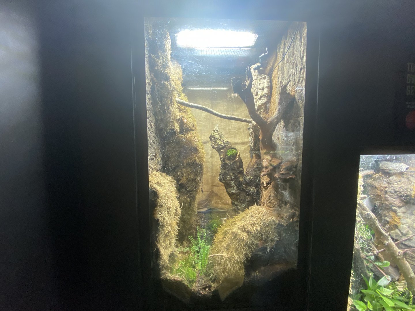 Gooty ornamental tarantula exhibit