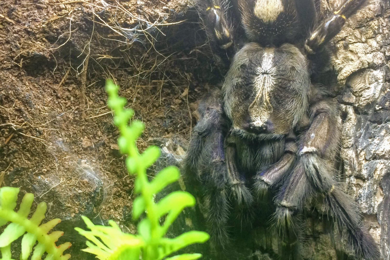 Gooty Sapphire Ornamental Tarantula