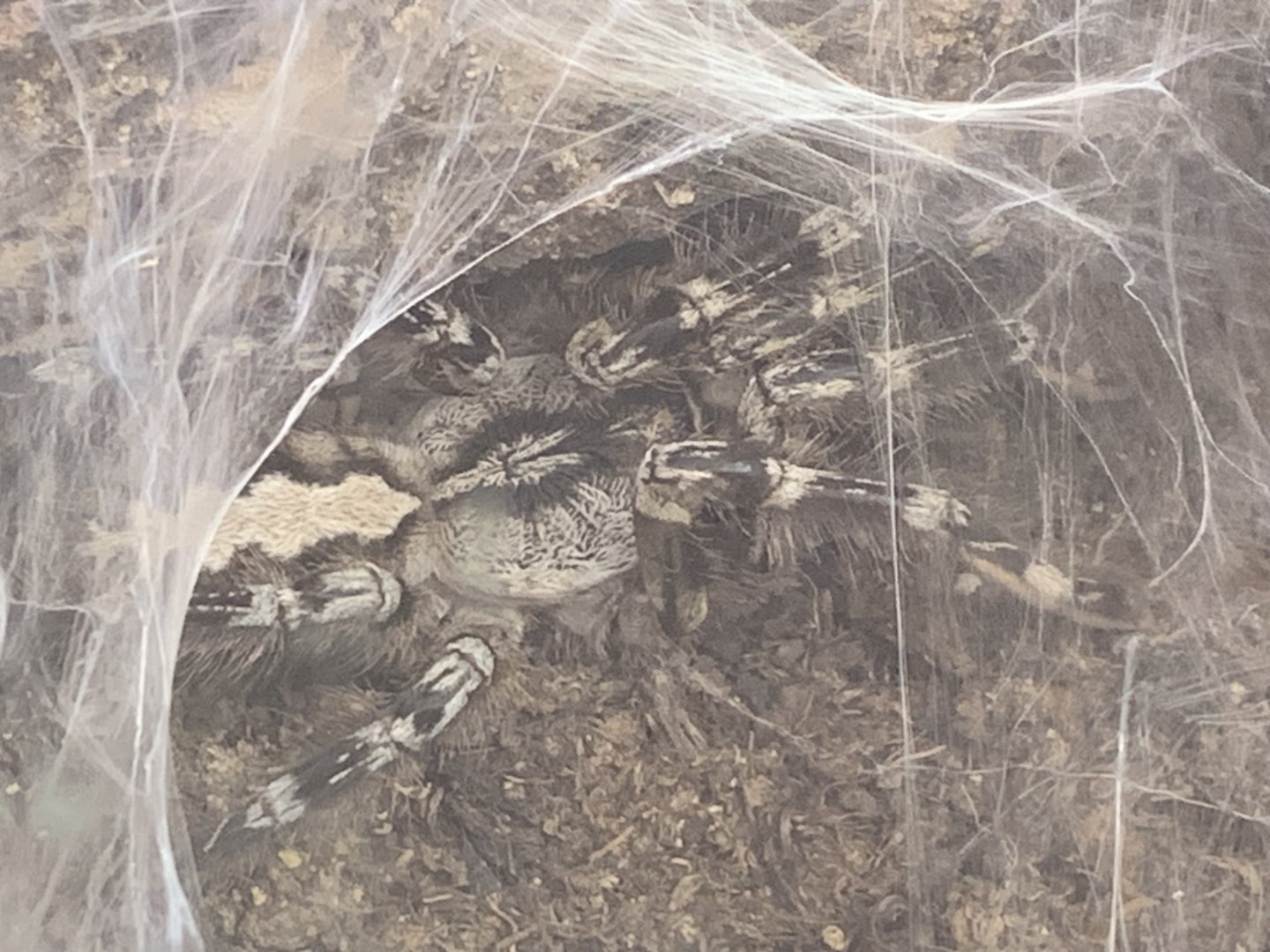 Gooty Sapphire Ornamental Tarantula