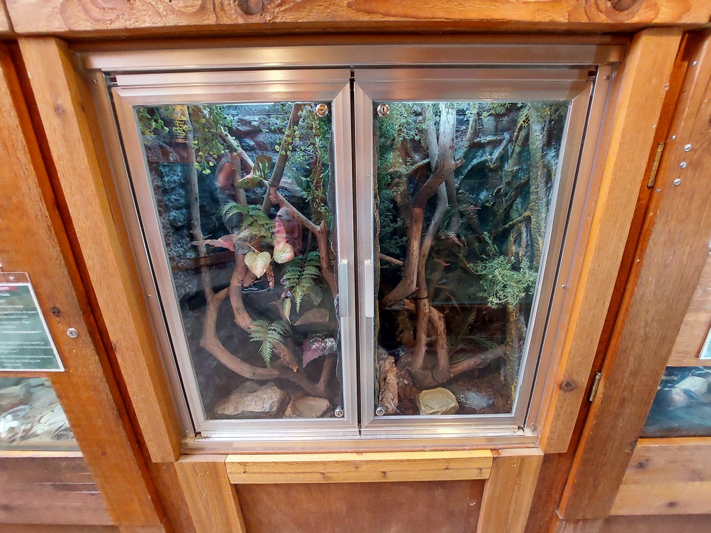 Gooty Sapphire Tarantula Enclosures