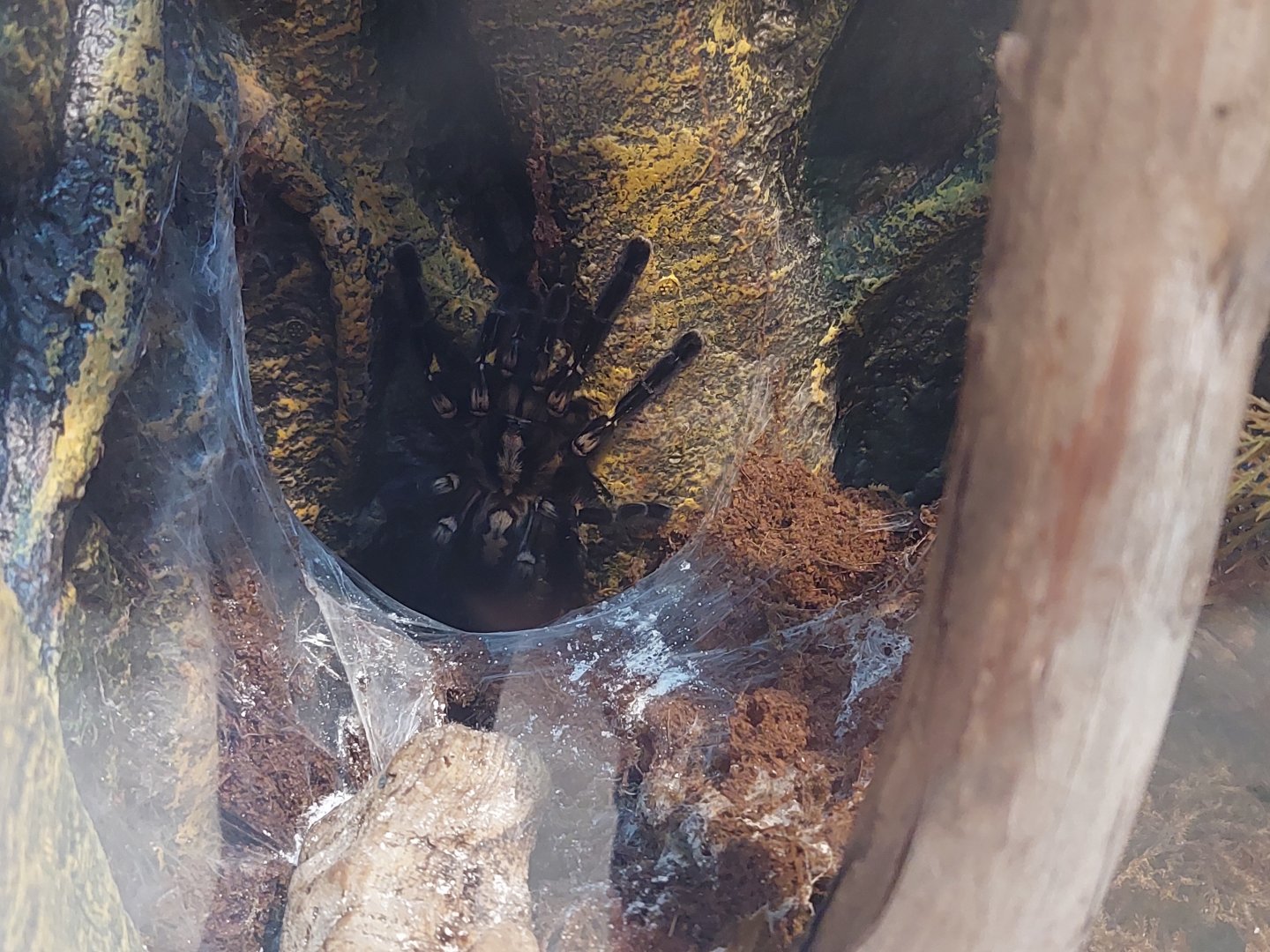 Gooty Sapphire Tarantula