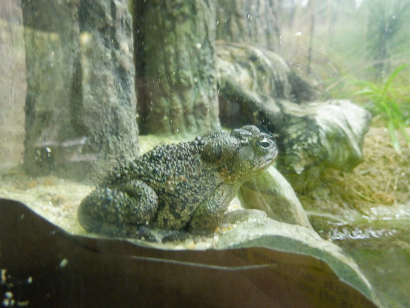 Gopher Frog at the North Carolina Zoo