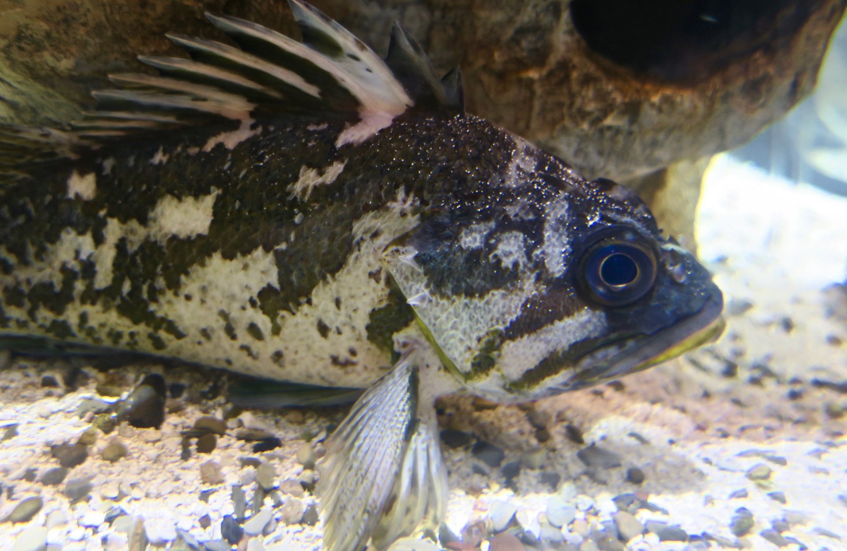 Gopher Rockfish (Sebastes carnatus)