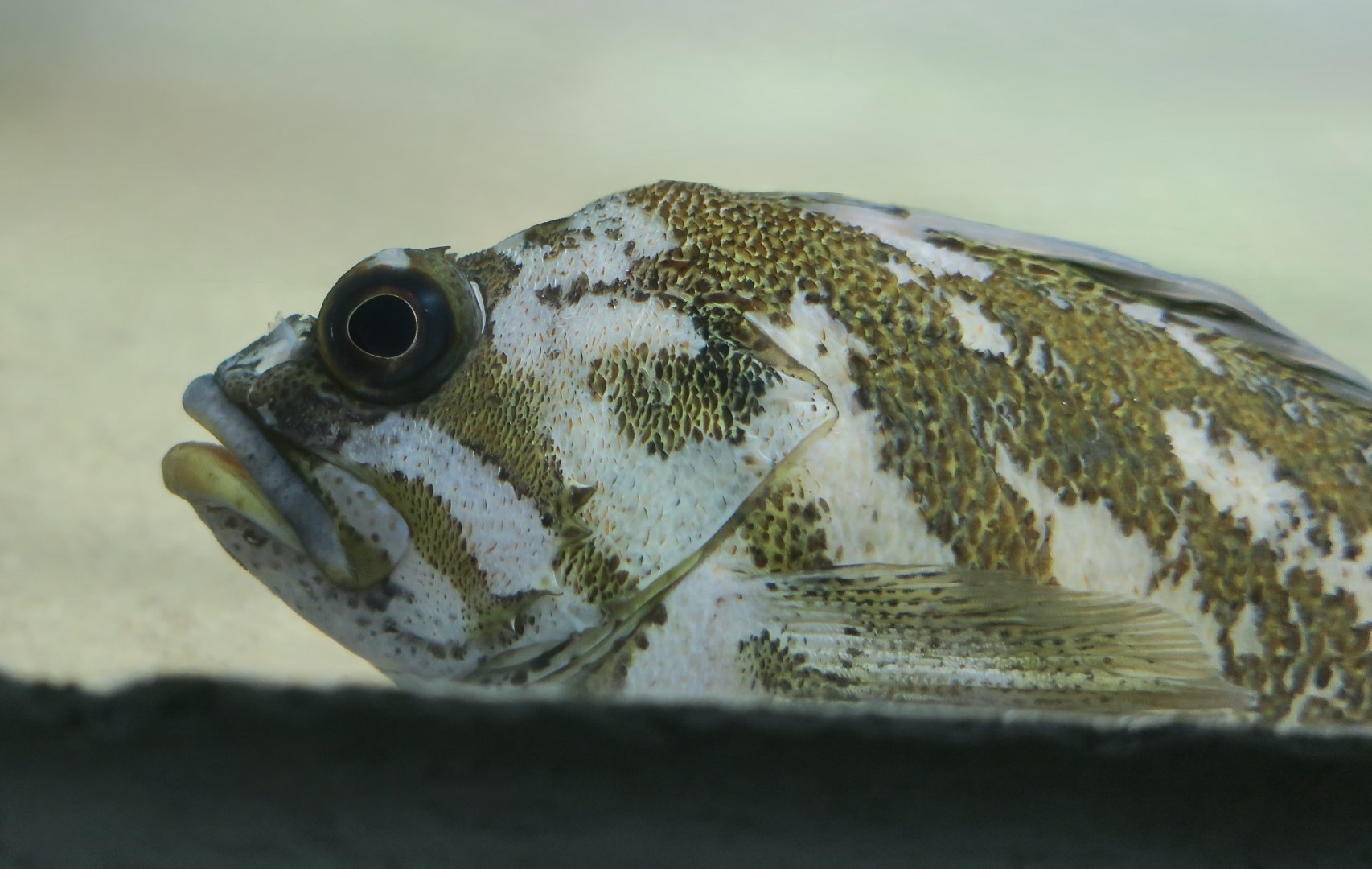 Gopher Rockfish (Sebastes carnatus)