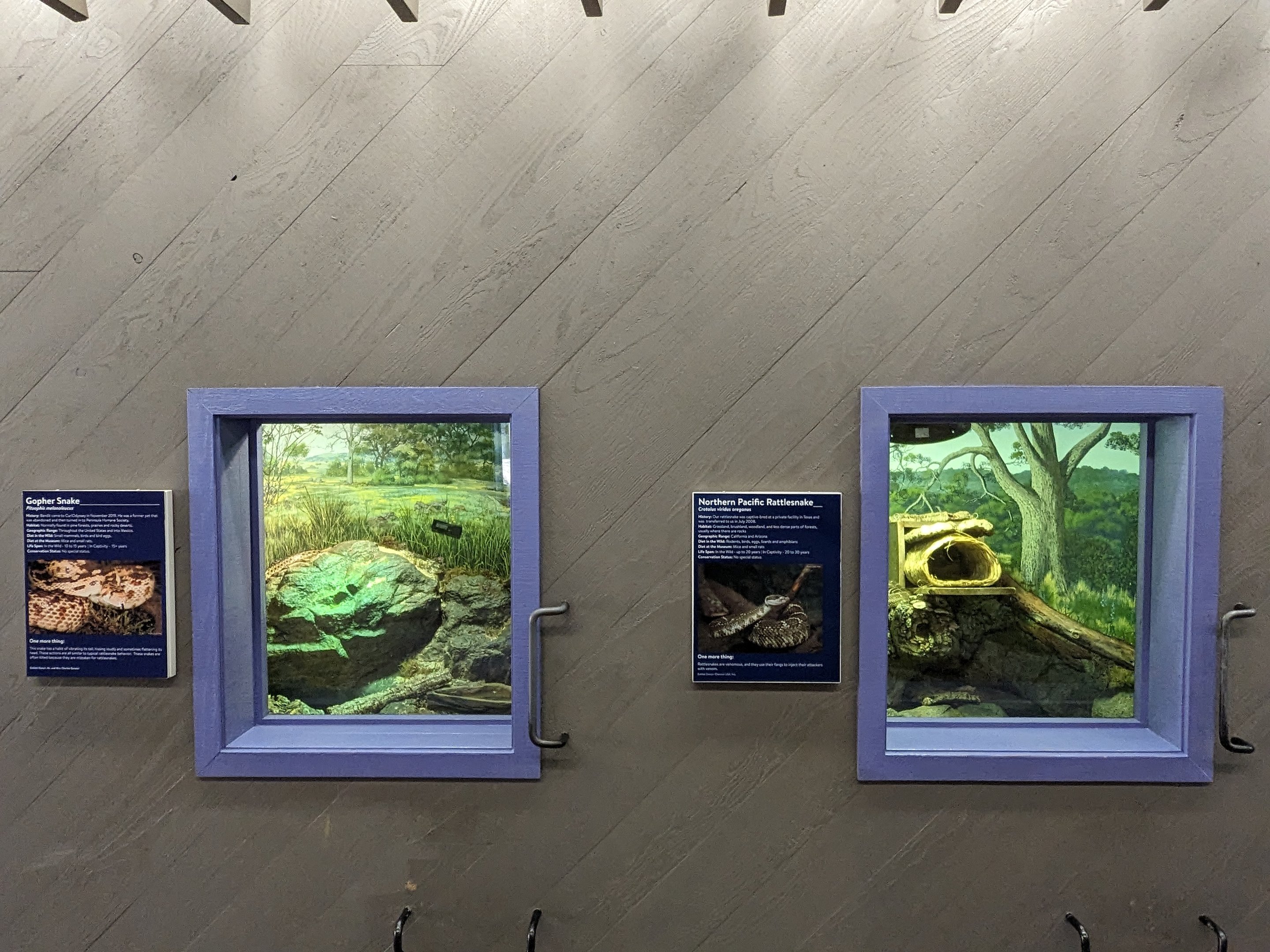 Gopher snake and Northern Pacific Rattlesnake