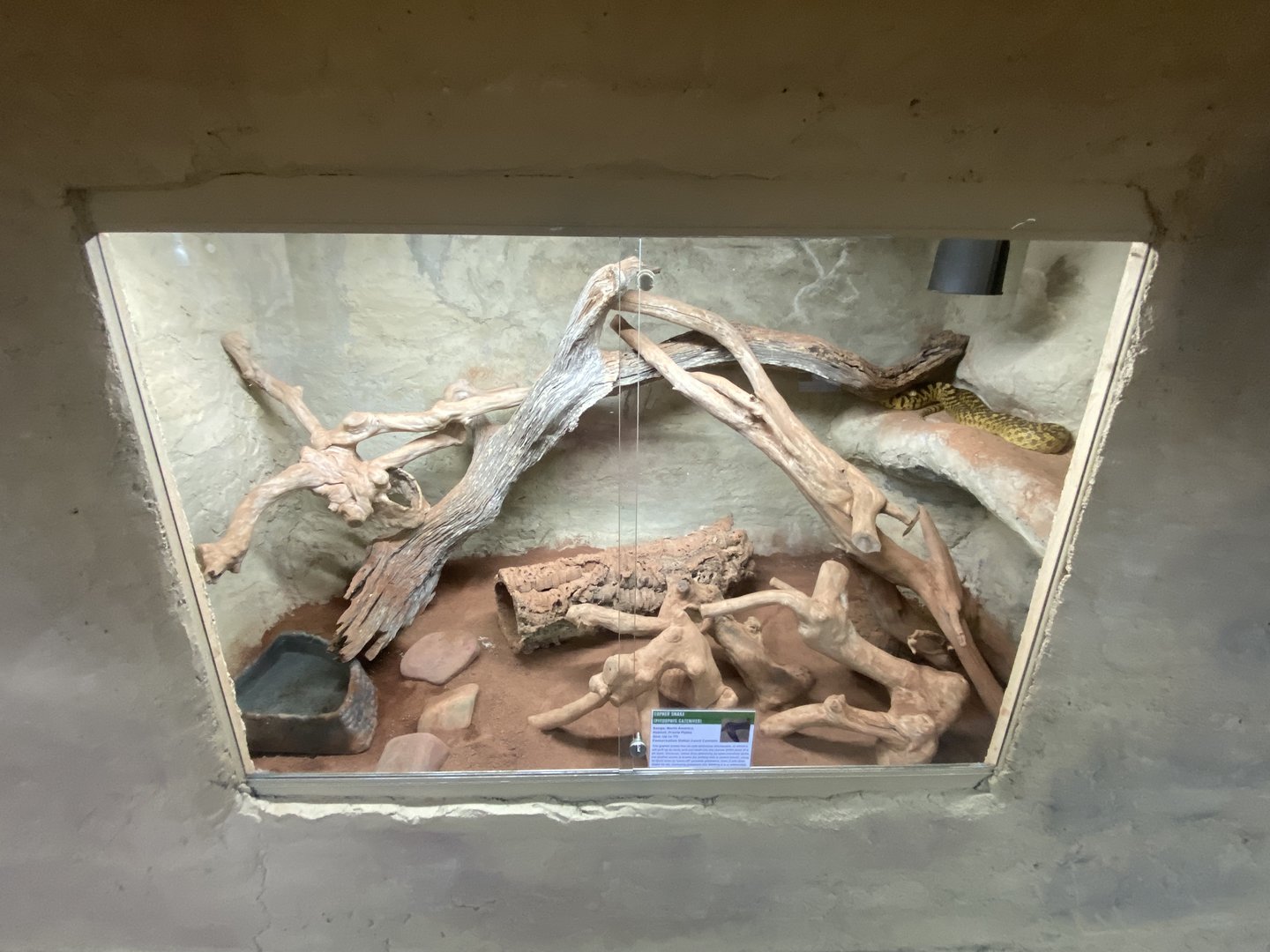 Gopher snake exhibit - IOW Reptilarium 150923