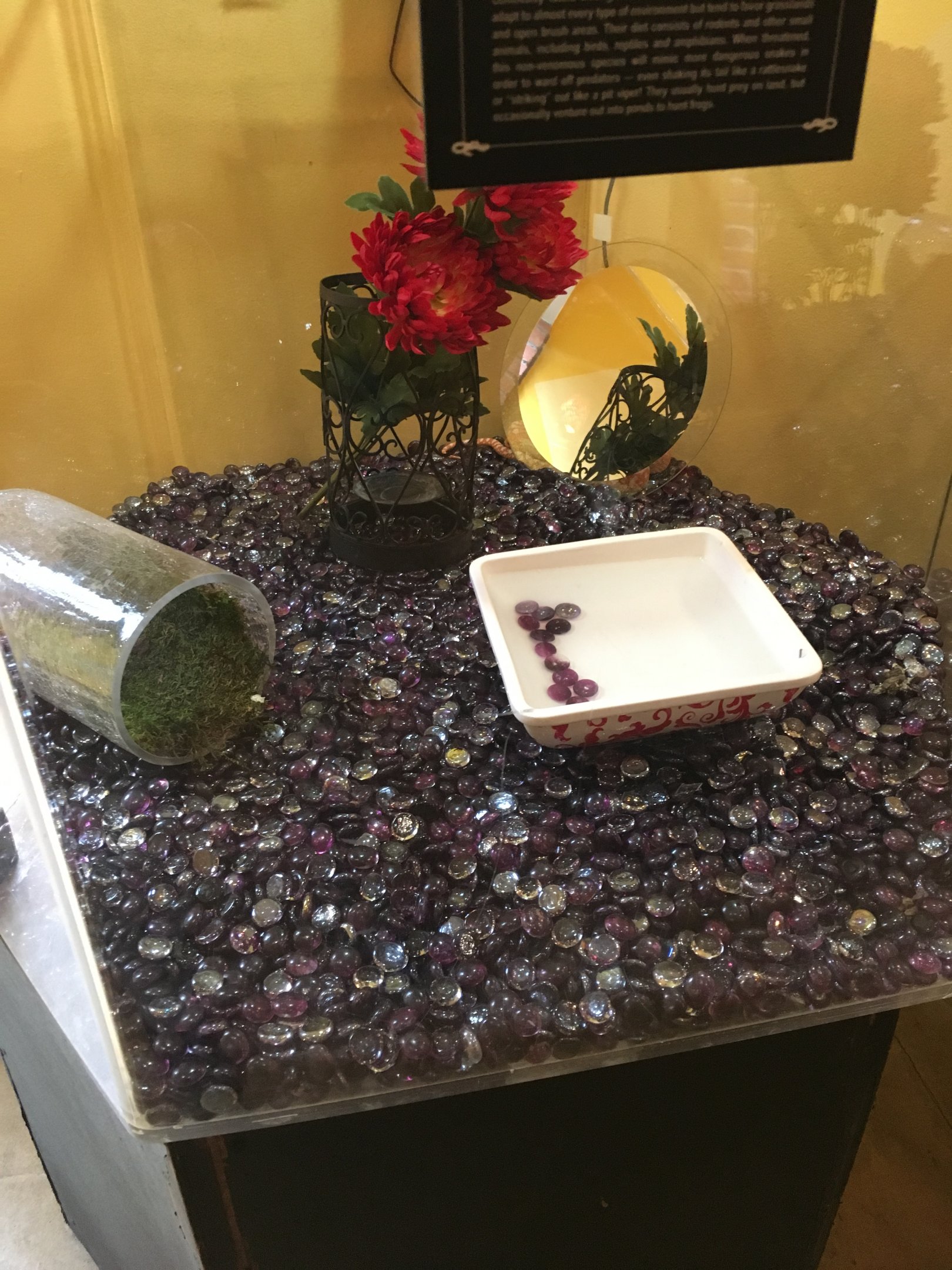 Gopher snake exhibit