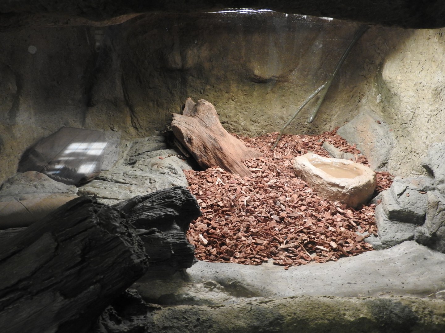 Gopher Snake exhibit