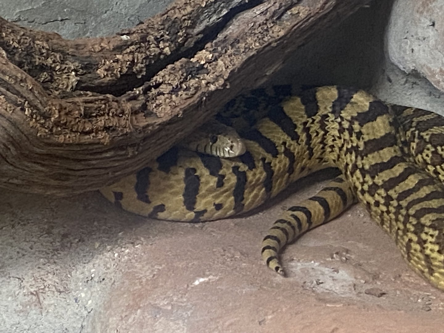 Gopher snake - IOW Reptilarium 150923