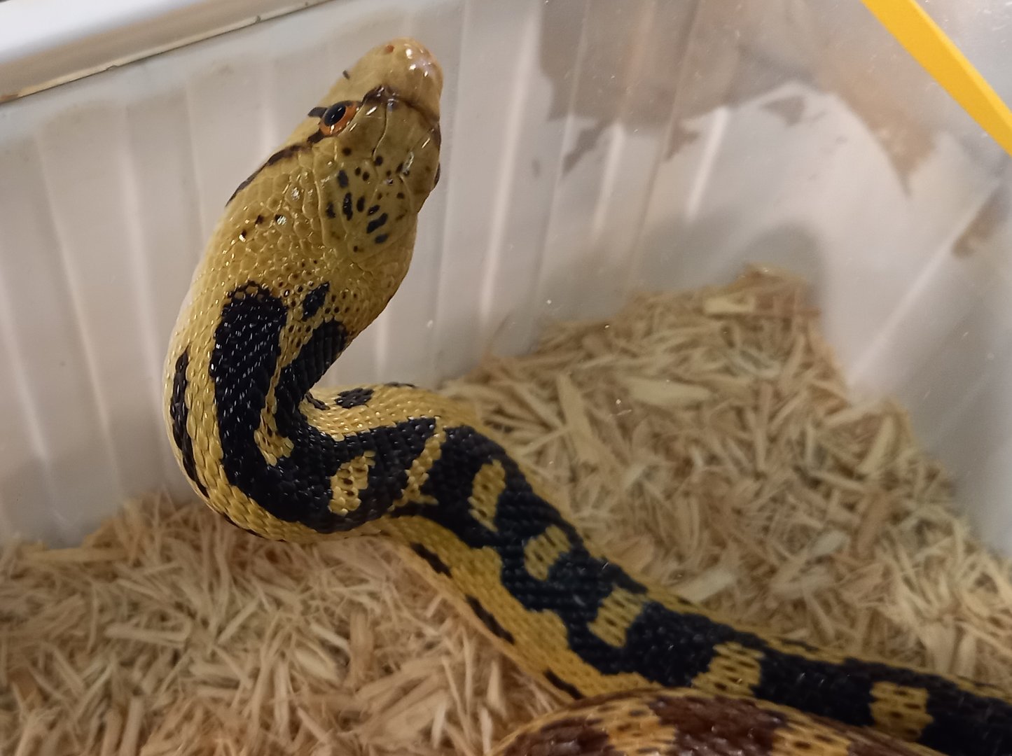 Gopher snake - Pituophis catenifer deserticola