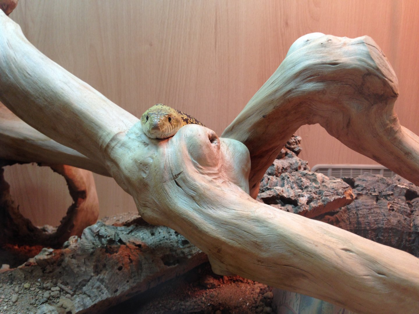 Gopher Snake - (Pituophis Catenifer)