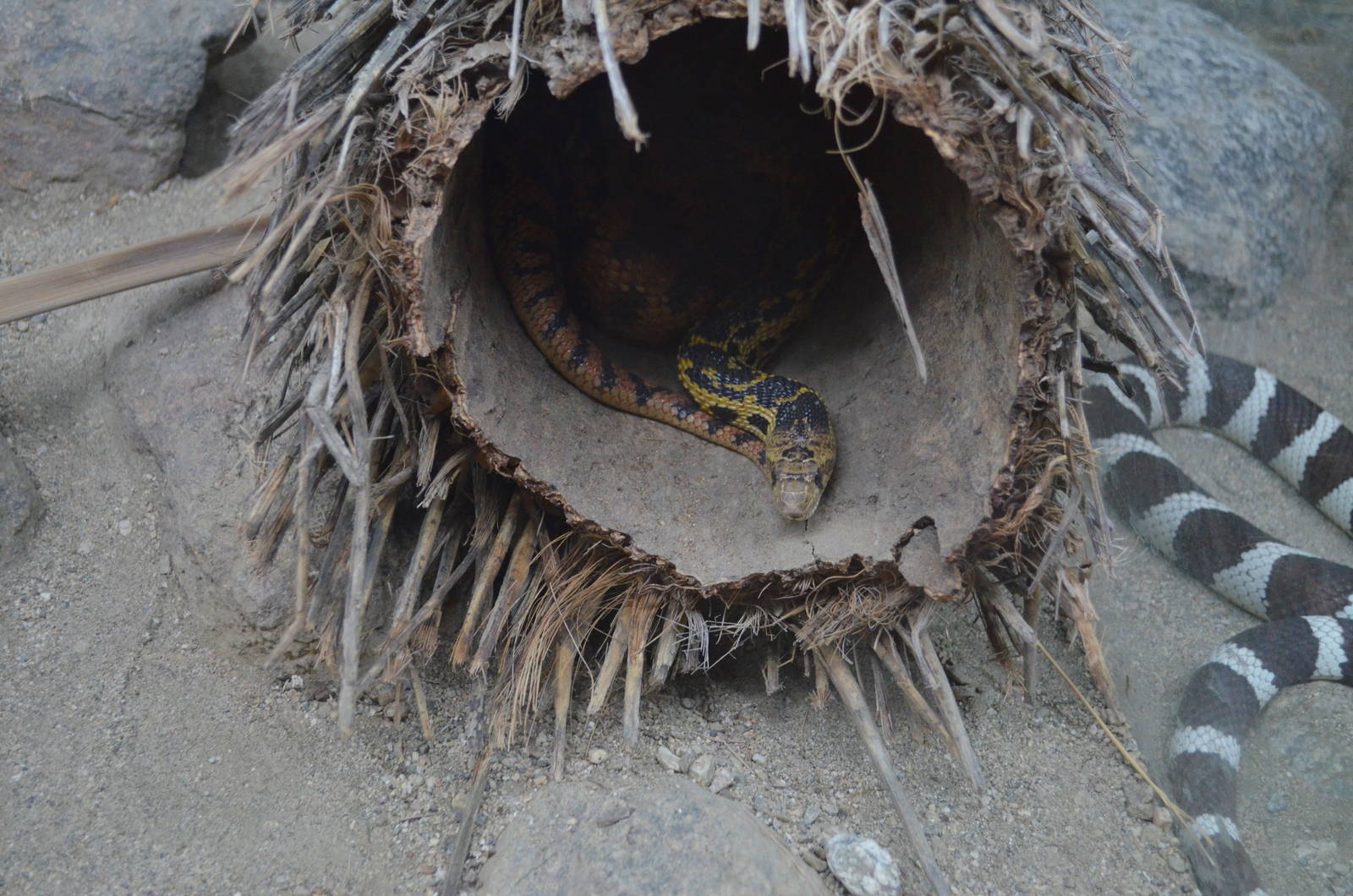 Gopher Snake