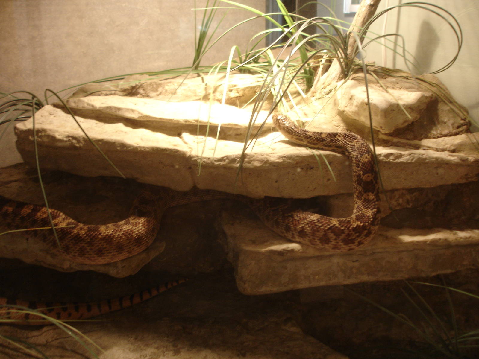 Gopher Snake