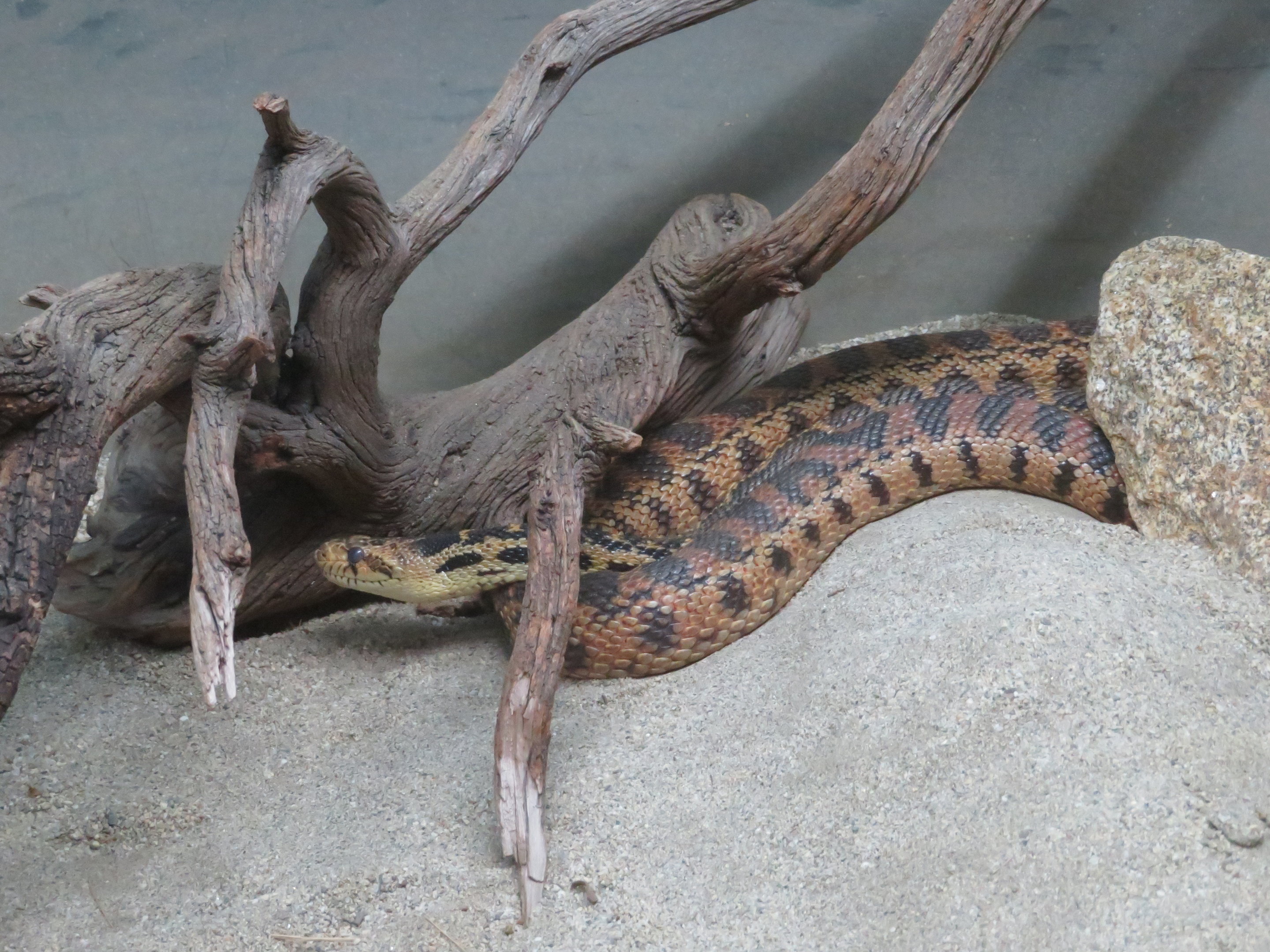 Gopher Snake