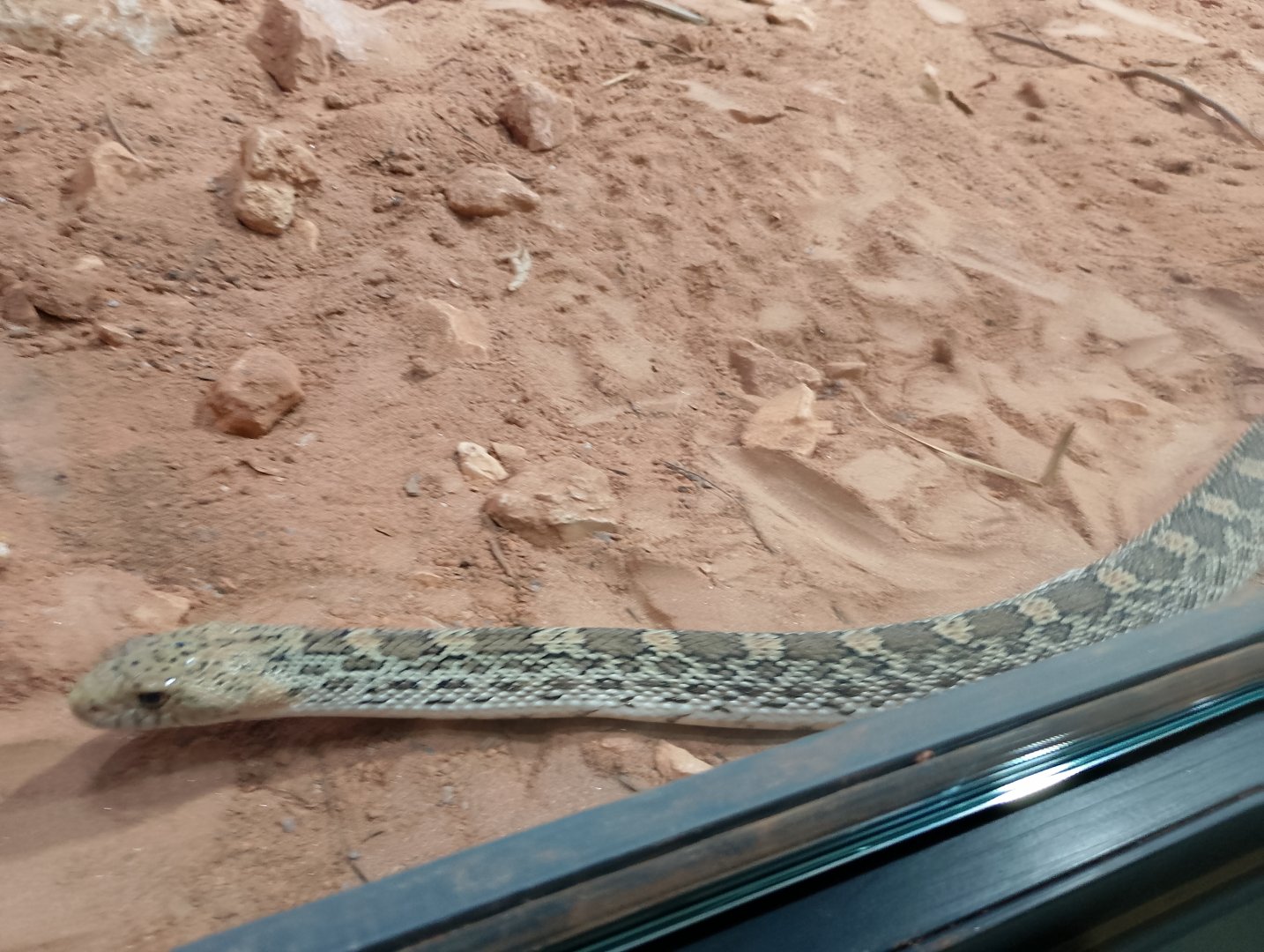 Gopher snake