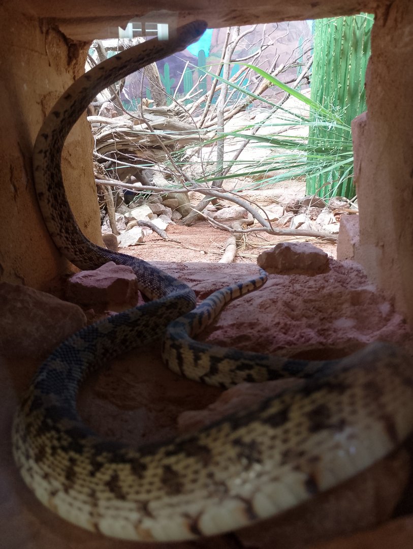 Gopher snake