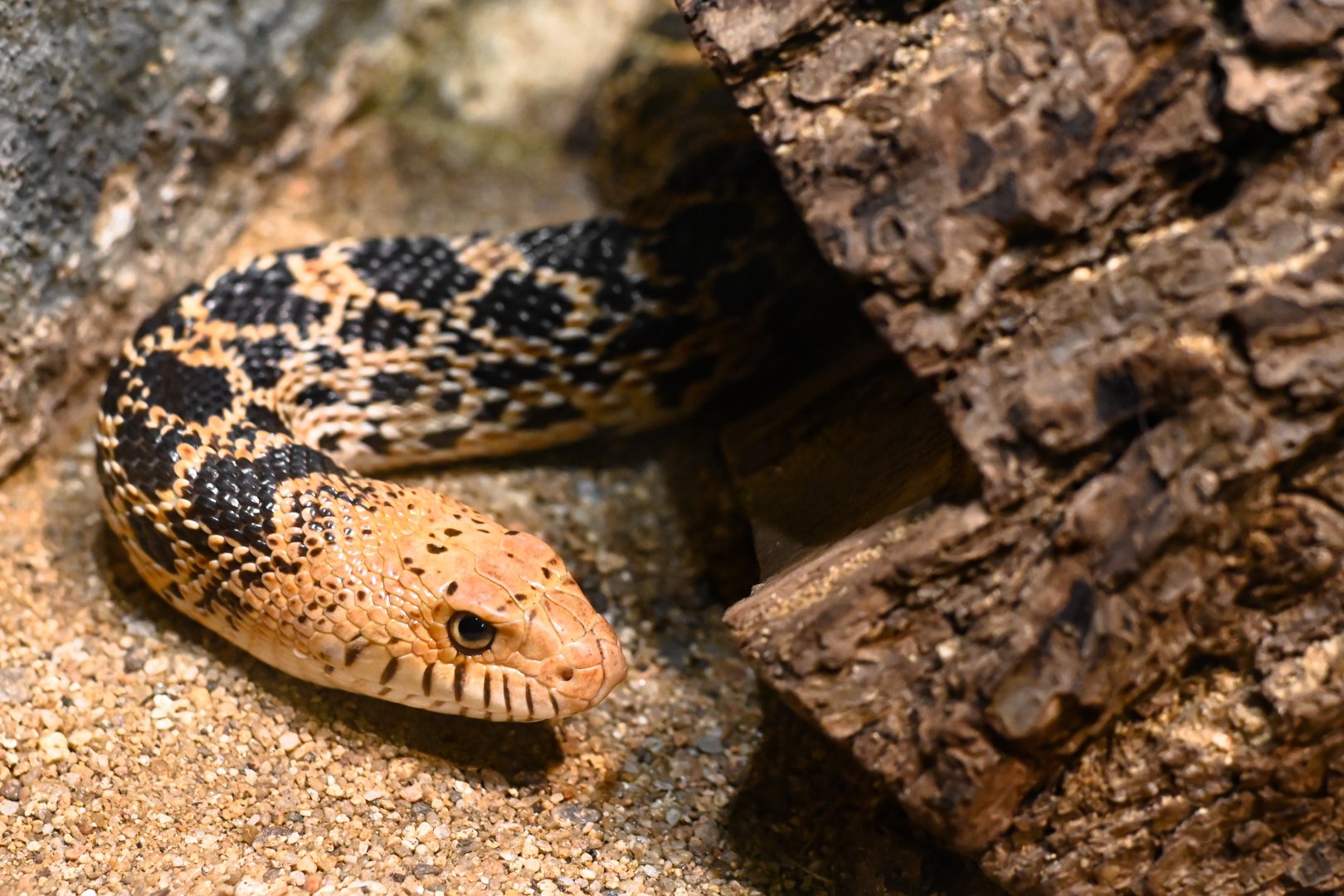 Gopher snake