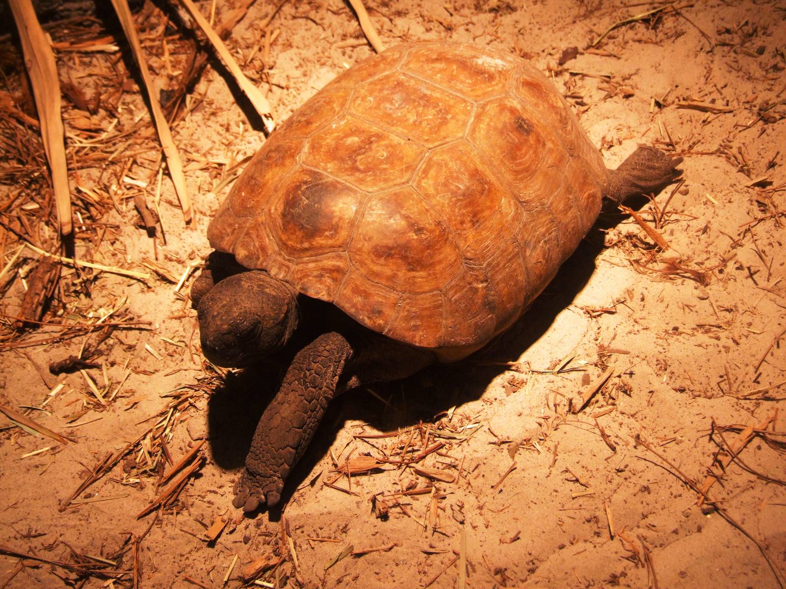 Gopher Tortoise at Jacksonville, 10/10/13
