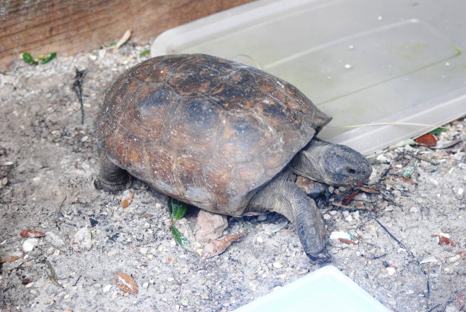 Gopher Tortoise at Peace River Wildlife Centre, 09/10/13