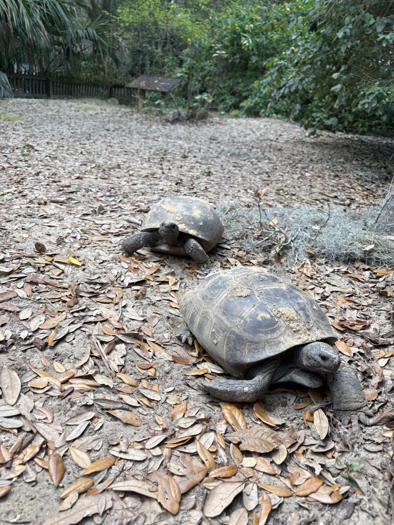 Gopher Tortoise enclosure