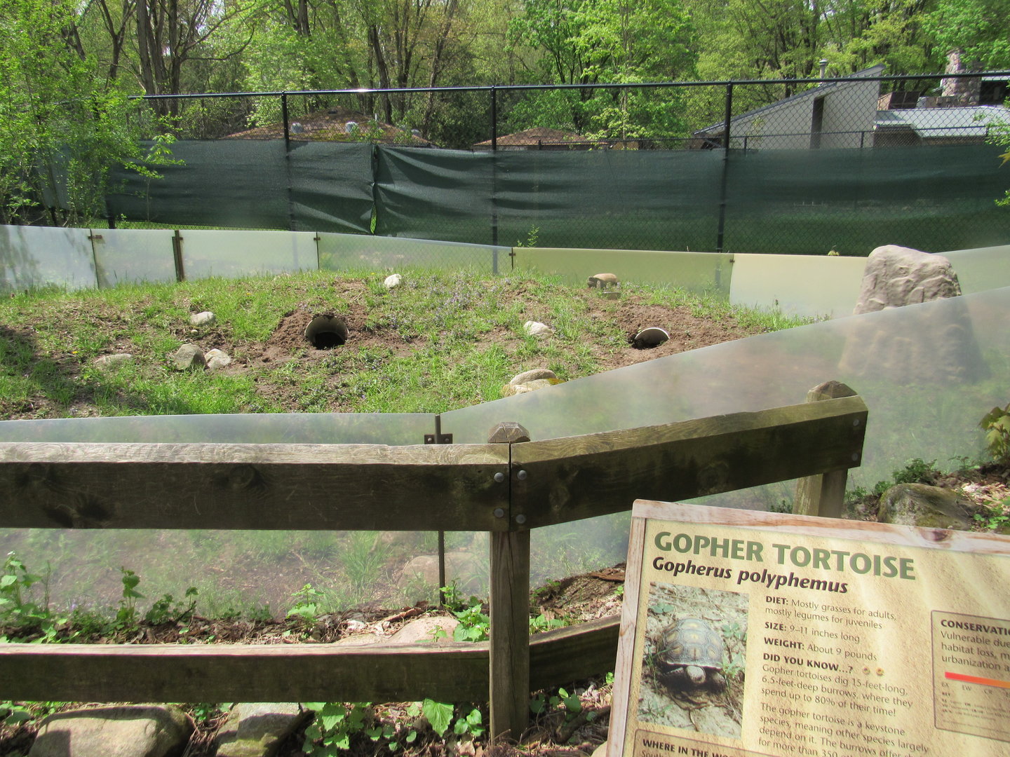 Gopher Tortoise Exhibit (New in 2023) - 5/7/23