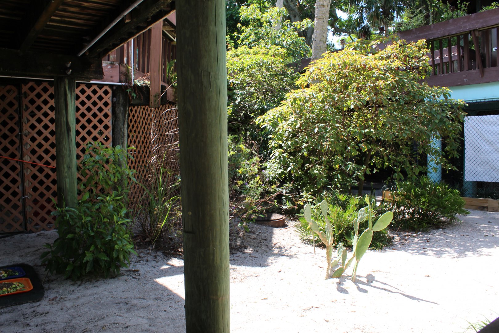 Gopher Tortoise Exhibit